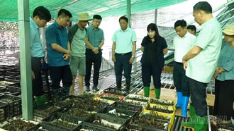 Đồng chí Hoàng Thị Thanh Bình, Phó Chủ tịch HĐND tỉnh Lào Cai khảo sát mô hình phát triển dược liệu tại xã Púng Luông