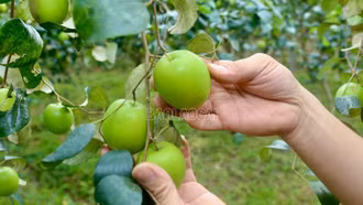 [Ảnh] Nông dân Bát Xát vào vụ thu hoạch táo xanh