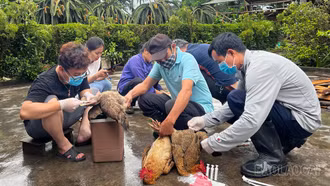 Gia Phú: Ứng dụng công nghệ số, nâng cao chăn nuôi an toàn sinh học và giám sát dịch bệnh