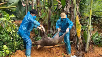 Khánh Hòa tiêu hủy hơn 3,6 tấn lợn mắc dịch tả lợn châu Phi