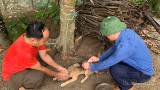 Xã Bảo Nhai triển khai tiêm phòng vắc-xin cho đàn vật nuôi và thực hiện tháng tiêu độc, khử trùng chăn nuôi năm 2026