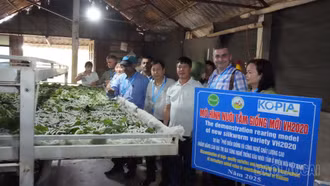 Ủy ban Dâu tằm Quốc tế khảo sát chuỗi trồng dâu, nuôi tằm và ươm tơ tại xã Trấn Yên