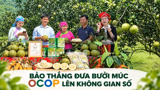 Bảo Thắng đưa bưởi Múc OCOP lên không gian số
