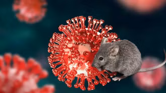 Việt Nam đủ năng lực xét nghiệm virus Hanta, cảnh báo nguy cơ lây nhiễm từ chuột