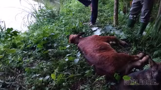 Văn Bàn tăng cường phòng, chống dịch bệnh trên đàn gia súc, gia cầm