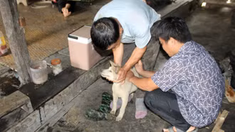 Bảo Yên và Bản Liền đẩy mạnh tiêm phòng vắc xin, khử trùng môi trường chăn nuôi đợt I năm 2026