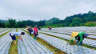 Lào Cai đưa 53 loài cây dược liệu vào danh mục khuyến khích, hỗ trợ phát triển