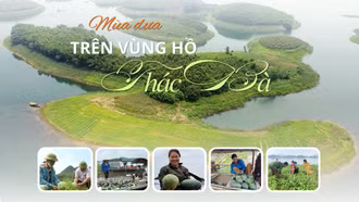 Mùa dưa trên vùng hồ Thác Bà