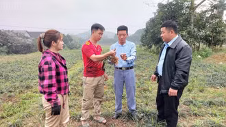 Dược liệu - gieo mầm xanh hạnh phúc
