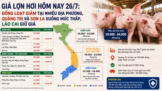 Giá lợn hơi hôm nay 26/7: Đồng loạt giảm tại nhiều địa phương, Quảng Trị và Sơn La xuống mức thấp, Lào Cai giữ giá