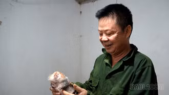 Cựu chiến binh Lương Đức Thuận phát triển kinh tế hiệu quả với mô hình nuôi dúi