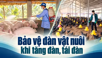 Bảo vệ đàn vật nuôi khi tăng đàn, tái đàn