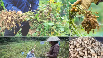 Tái sinh đất dốc, mở hướng sinh kế bền vững ở Bắc Hà
