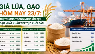 Giá lúa, gạo hôm nay 23/7: Thị trường trong nước ổn định, gạo xuất khẩu tiếp tục khởi sắc