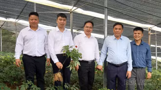 Phó Bí thư Thường trực Tỉnh ủy Hoàng Giang tham dự các hoạt động "Lễ hội mùa vàng", thăm mô hình sâm Ngọc Linh tại Mù Cang Chải
