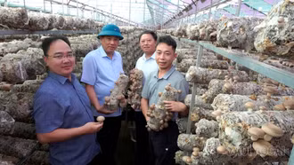 Phó Bí thư Thường trực Tỉnh ủy Hoàng Giang thăm các mô hình phát triển kinh tế tại xã Púng Luông
