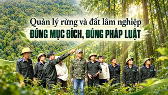 Quản lý rừng và đất lâm nghiệp đúng mục đích, đúng pháp luật