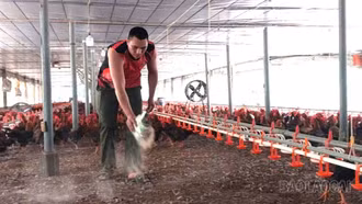 Quy Mông: Mô hình gà đệm lót sinh học thu nhập hàng trăm triệu đồng