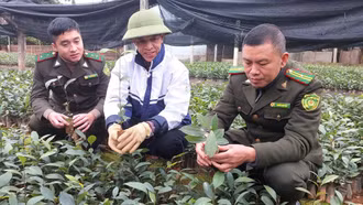 Gieo mầm xanh tương lai