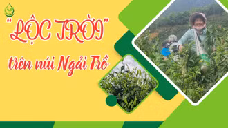 “Lộc trời” trên núi Ngải Trồ