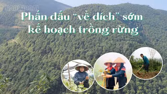 Phấn đấu “về đích” sớm kế hoạch trồng rừng