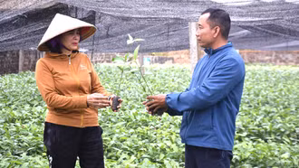 Ươm cây quế giống mang lại thu nhập cao cho gia đình chị Vũ Hải Yến, thôn Đồng Sâm và tạo thêm việc làm cho lao động địa phương.