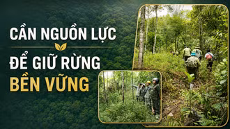 Cần nguồn lực để giữ rừng bền vững