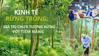 Kinh tế rừng trồng: Giá trị chưa tương xứng với tiềm năng
