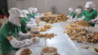 Khai thác dư địa phát triển lâm sản ngoài gỗ
