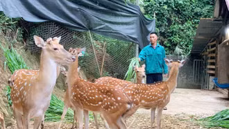 Mở lối sinh kế mới ở Bảo Ái