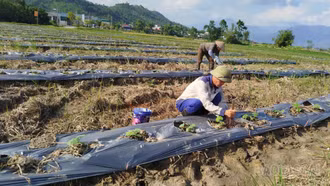 Sản xuất vụ đông ở Lào Cai: Gắn thời vụ với thị trường