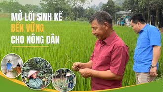Bảo Ái: Mở lối sinh kế bền vững cho nông dân