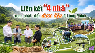 Liên kết “4 nhà” trong phát triển dược liệu ở Lùng Phình