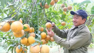 Động lực chuyển đổi sản xuất nông nghiệp hàng hóa
