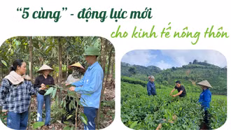 "5 cùng" - động lực mới cho kinh tế nông thôn