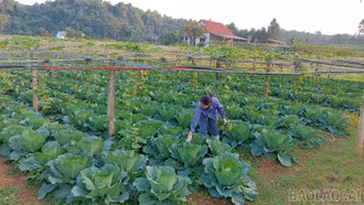 Nông dân xã Gia Phú chủ động xây dựng nông nghiệp sạch - xanh