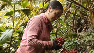 Con đường thoát nghèo từ cây thảo quả
