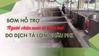 Sớm hỗ trợ người chăn nuôi bị thiệt hại do dịch tả lợn châu Phi