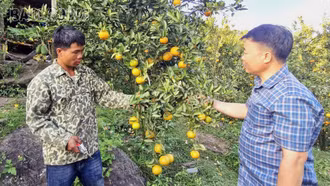 Vườn quýt ngọt trên núi đá Bản Xèo