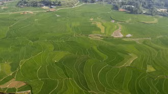 Hợp Thành mở rộng diện tích lúa chất lượng cao, hình thành vùng sản xuất hàng hóa tập trung