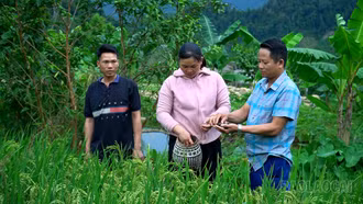Nuôi ốc trên đồng lúa - mô hình “2 trong 1” của nông dân Phong Dụ Thượng