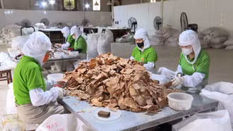 Liên kết nâng cao giá trị sản phẩm măng tre Lào Cai