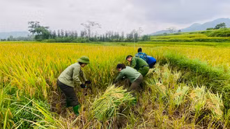 Công an xã Lương Thịnh chung tay giúp dân thu hoạch lúa 