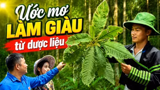 Lan tỏa ước mơ làm giàu từ cây dược liệu của chàng trai người Mông 