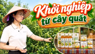 Khởi nghiệp thành công từ cây quất