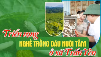 Triển vọng nghề trồng dâu nuôi tằm ở xã Trấn Yên