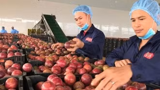 Khai thác FTA: Định hình nông nghiệp Việt Nam phát triển bền vững