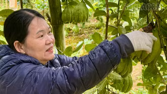 Mùa quả đón Tết