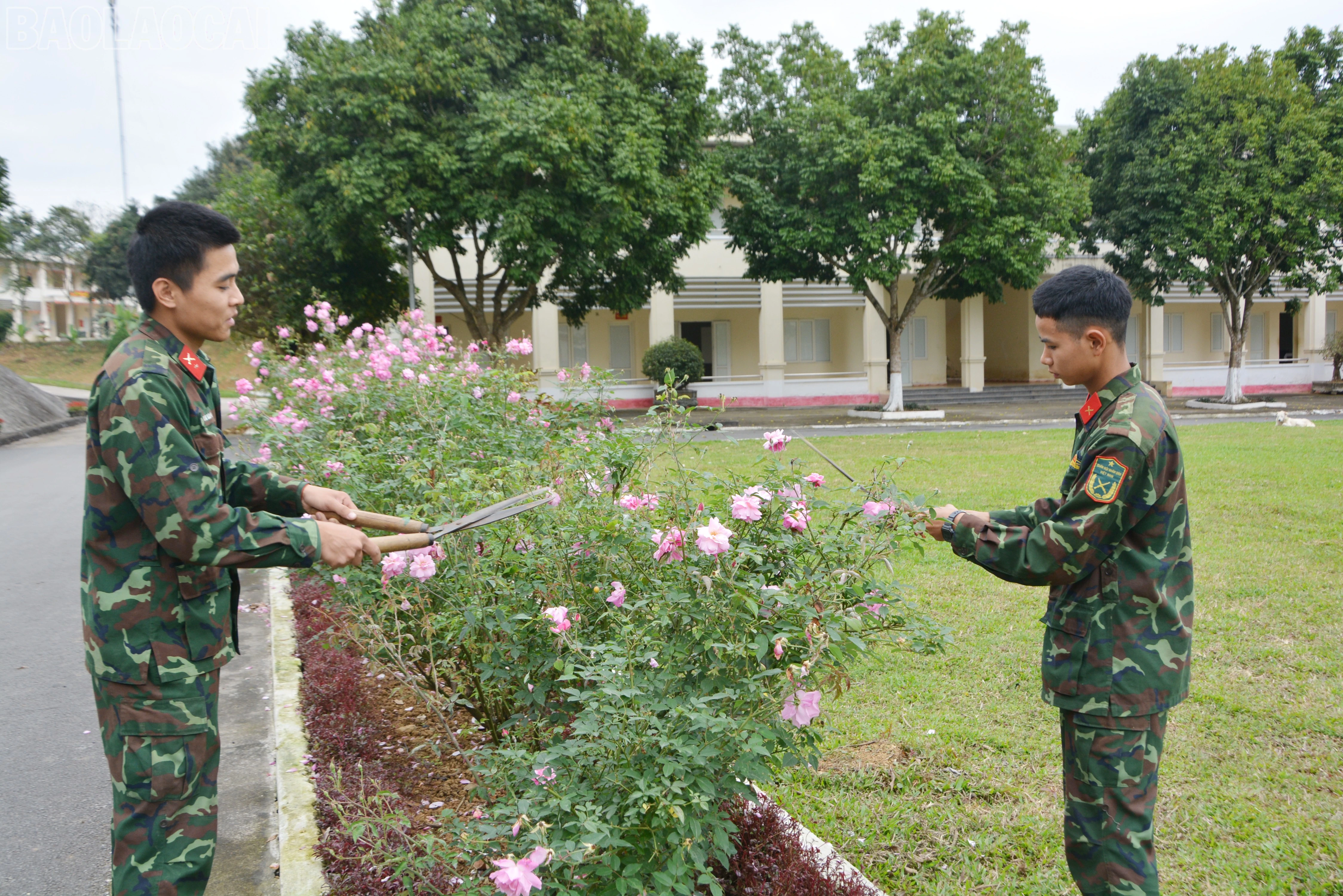 baolaocai-tl_dsc-1637.jpg