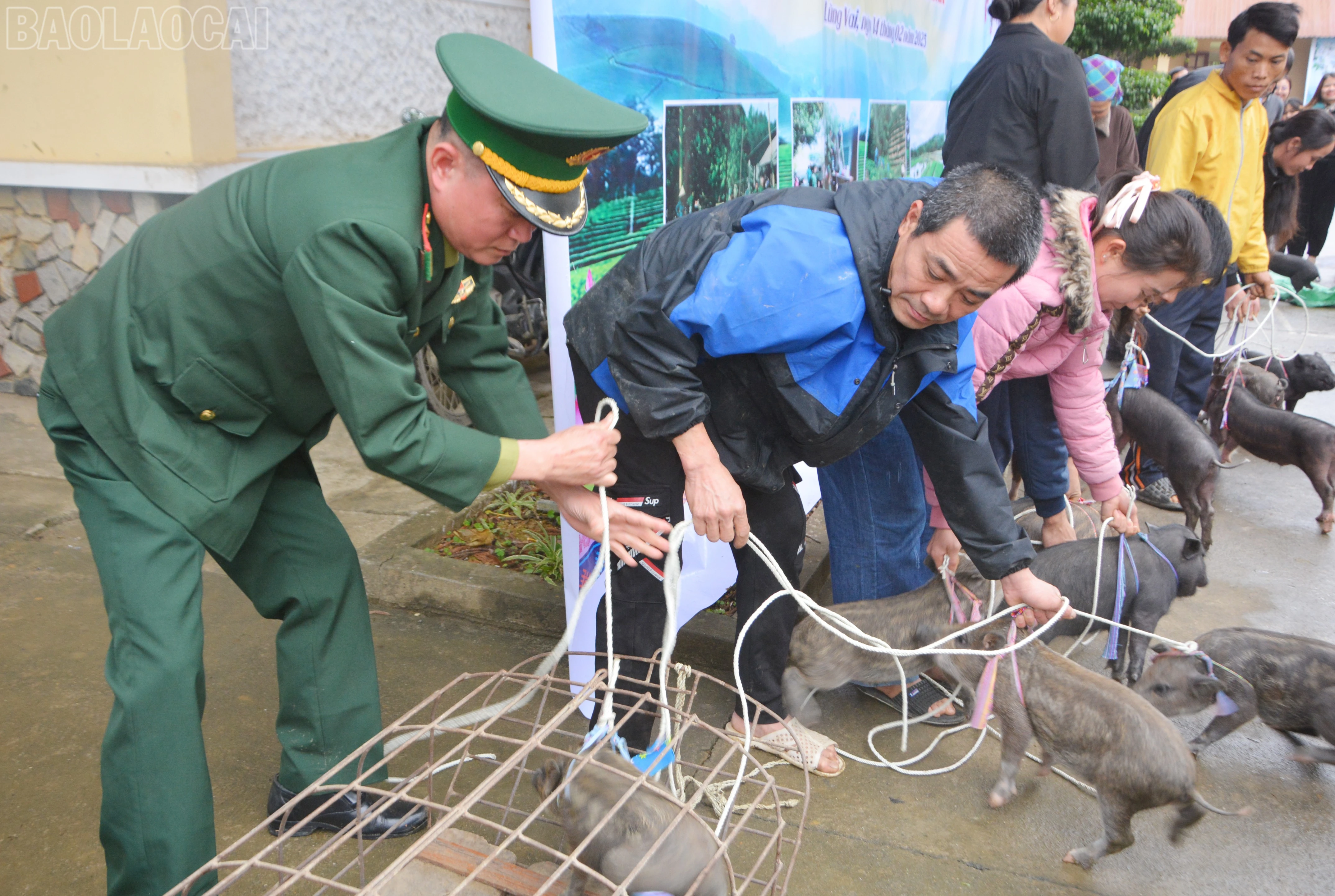 baolaocai-tl_dsc-4906.jpg